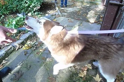 TOKAY  2-letni  husky szuka domu,  dolnośląskie Wr