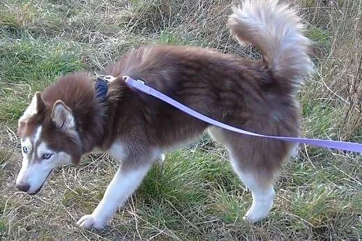 TOKAY  2-letni  husky szuka domu,  dolnośląskie Wr