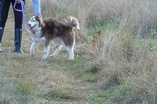 TOKAY  2-letni  husky szuka domu,  dolnośląskie Wr