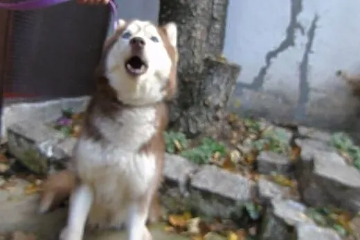 TOKAY  2-letni  husky szuka domu,  dolnośląskie Wr