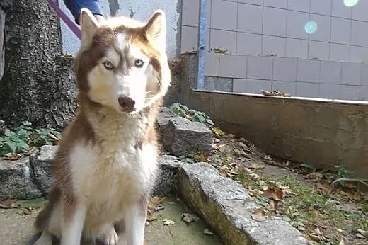 TOKAY  2-letni  husky szuka domu,  dolnośląskie Wr