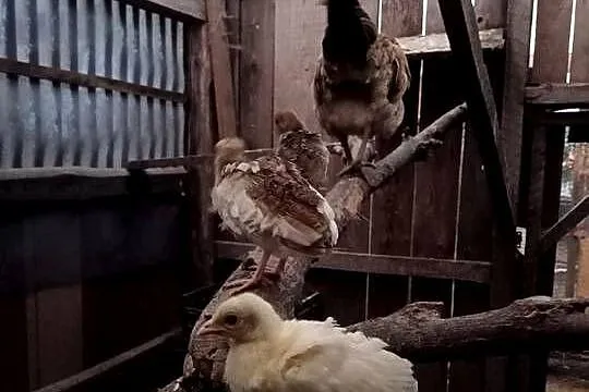 Młode pawie z kwoką