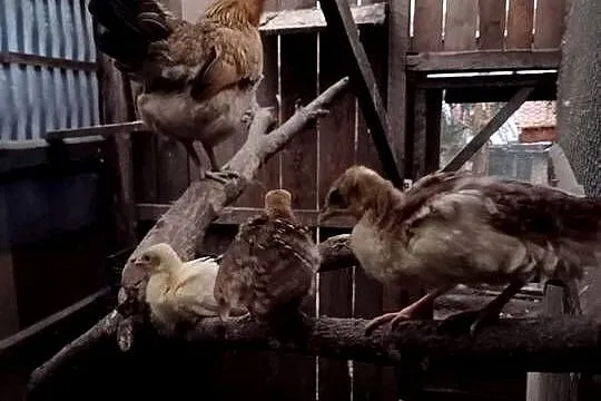 Młode pawie z kwoką, Pomorskie, Brusy