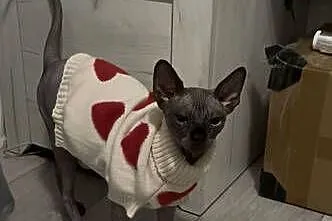 Kot sfinks chłopiec 9 miesięcy, Podlaskie, Łomża