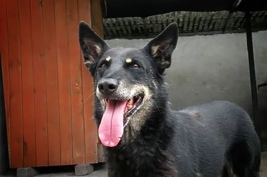 Dodo fajny gość do adopcji,  mazowieckie Warszawa