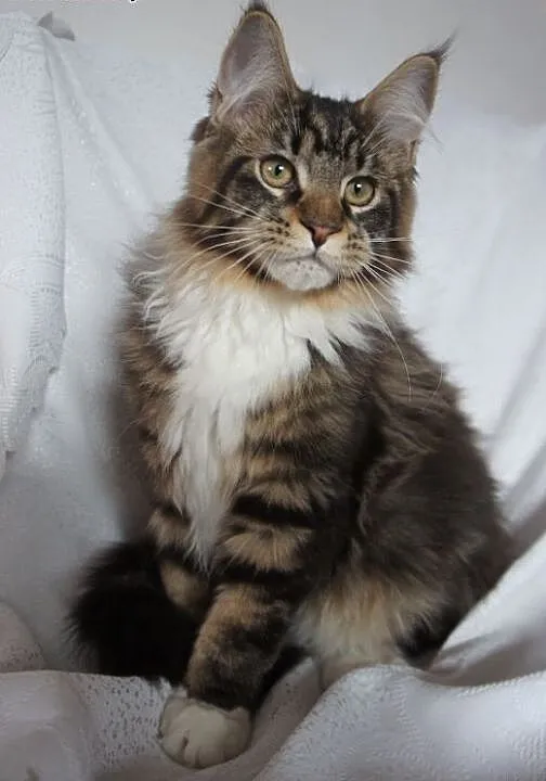 MAINE COON - do odbioru, małopolskie Kraków