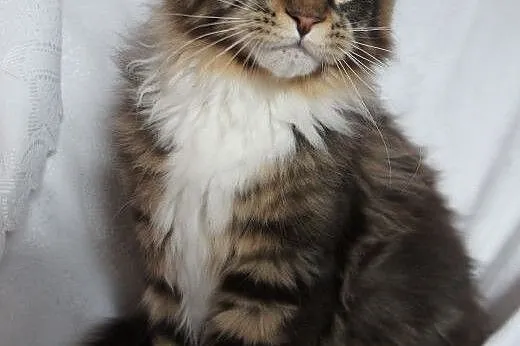 MAINE COON - do odbioru,  małopolskie Kraków