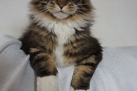 MAINE COON - do odbioru,  małopolskie Kraków
