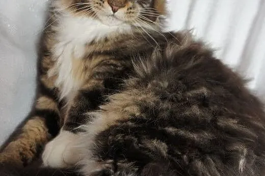 MAINE COON - do odbioru,  małopolskie Kraków