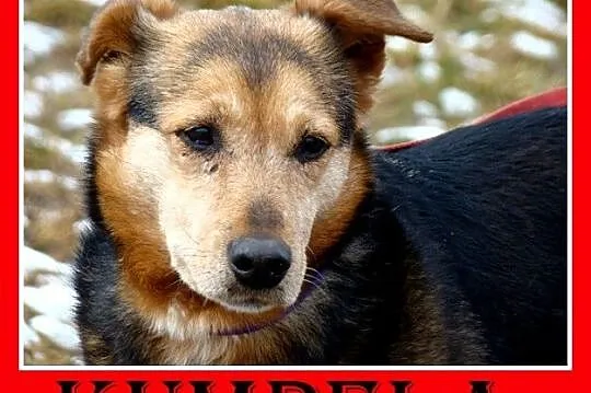 Przekochana,bardzo mądra,łagodna,rodzinna starsza 
