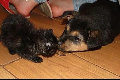 Ok. 2mies. Fart czeka na dobry domek !,  mazowieck