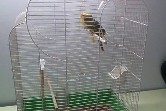 Klatkę z papugami kozimi para