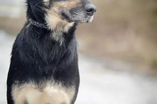 Wyjątkowa Mała, kochająca człowieka, idealna towar