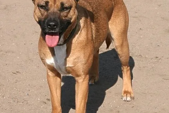 Wesoła, niekonfliktowa Roma, cudowna suczka do adopcji!
