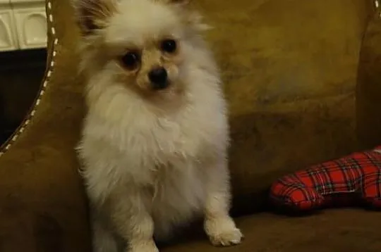 Sprzedam suczke pomeranian kremowa