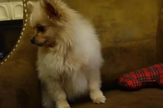 Sprzedam suczke pomeranian kremowa
