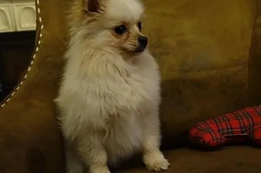 Sprzedam suczke pomeranian kremowa
