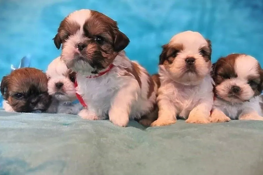 ..Shih Tzu, , Lublin