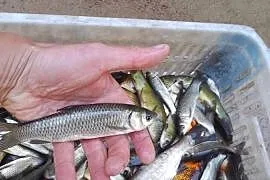 Ryby narybek Płoć wzdręga lin okoń Amur Jesiotr  Szczupak Karaś kolorowy
