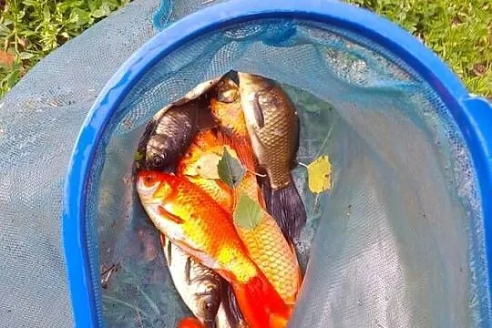 Ryby narybek Płoć wzdręga lin okoń Amur Jesiotr  Szczupak Karaś kolorowy, Wielkopolskie, Słupca