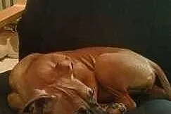 Szczeniak amstaff czeka na dobry dom - ADOPCJA