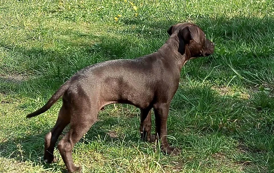 Amerykański Pitbullterrier - szczeniaki, Dolnośląskie, Bolesławiec