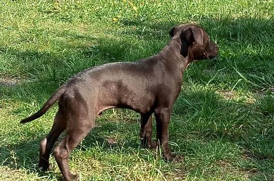 Amerykański Pitbullterrier - szczeniaki, Dolnośląskie, Bolesławiec