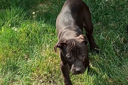 Amerykański Pitbullterrier - szczeniaki, Dolnośląskie, Bolesławiec