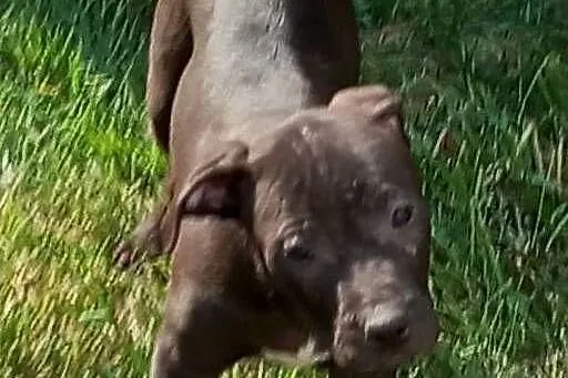 Amerykański Pitbullterrier - szczeniaki, Dolnośląskie, Bolesławiec