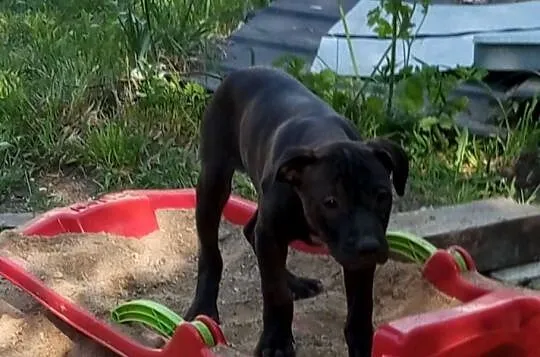 Amerykański Pitbullterrier - szczeniaki, Dolnośląskie, Bolesławiec
