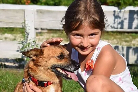 Mądra urocza sunia szuka kochającego i odpowiedzialnego domku