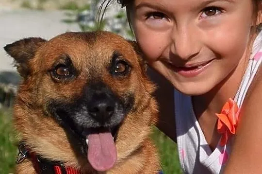 Mądra urocza sunia szuka kochającego i odpowiedzialnego domku, Wielkopolskie, Poznań