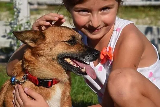 Mądra urocza sunia szuka kochającego i odpowiedzialnego domku, Wielkopolskie, Poznań