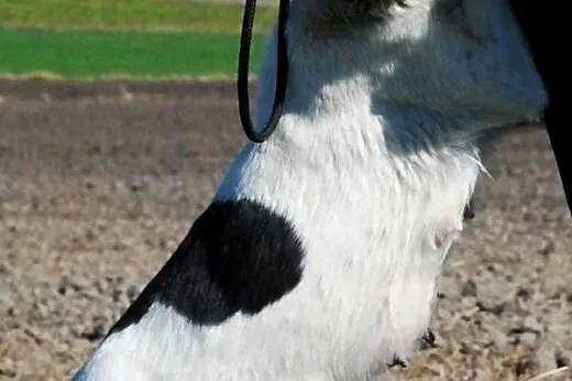 Alusia łagodna, kochana, miła suczka szuka domu,  