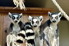Lemur katta lemury samiec samica para niespokrewniona