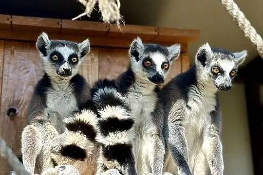 Lemur katta lemury samiec samica para niespokrewniona, Warmińsko-mazurskie, Giżycko