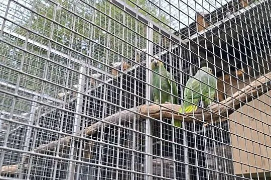 Amazonki. Dorosła para, Małopolskie, Świątniki Górne