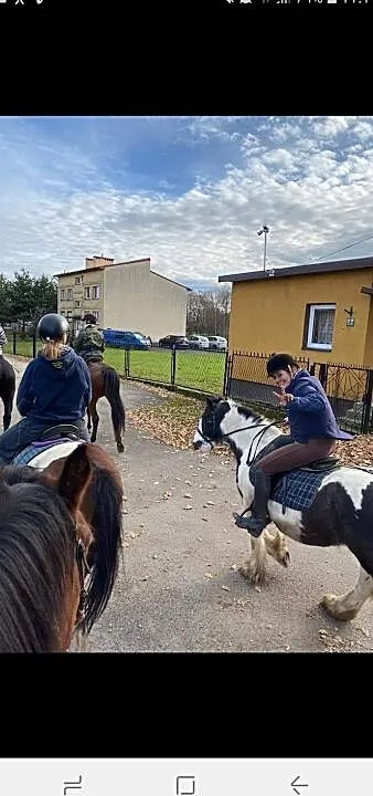 Sprzedam ogierka, , Ruciane-Nida