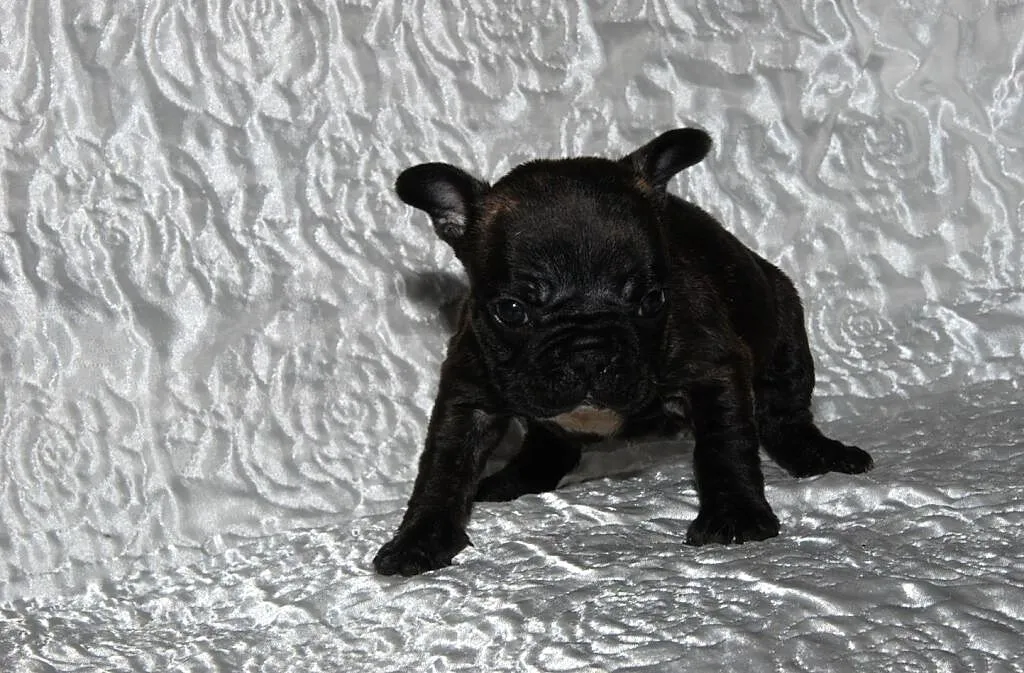 Buldog francuski ciemna sunia, , Pisarzowice