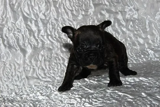 Buldog francuski ciemna sunia, , Pisarzowice