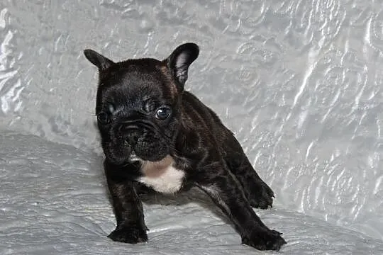 Buldog francuski ciemna sunia, , Pisarzowice