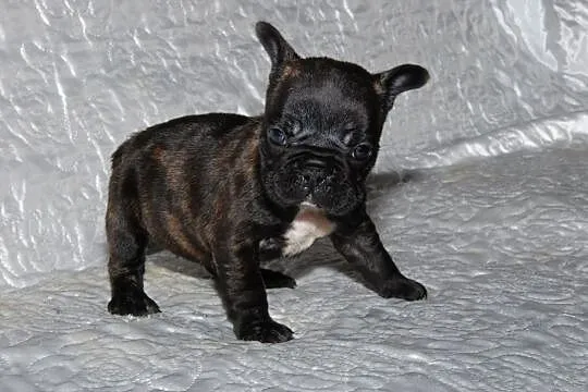 Buldog francuski ciemna sunia, , Pisarzowice