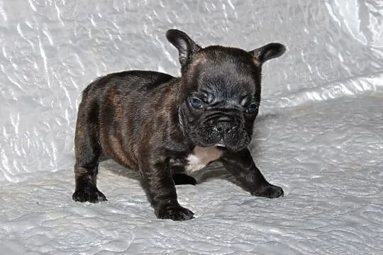 Buldog francuski ciemna sunia, , Pisarzowice