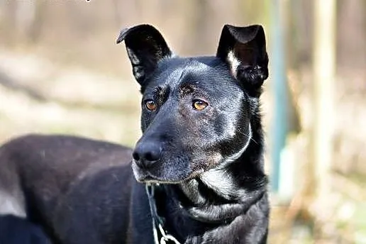 Hero szuka spokojnego domu,  śląskie Sosnowiec