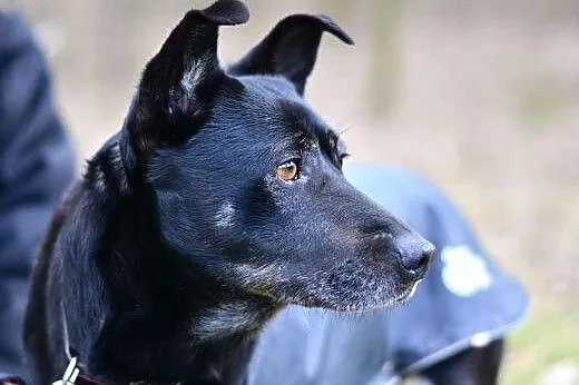 Hero szuka spokojnego domu,  śląskie Sosnowiec