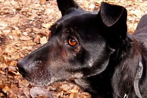 Hero szuka spokojnego domu,  śląskie Sosnowiec