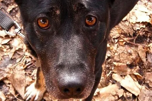 Hero szuka spokojnego domu,  śląskie Sosnowiec