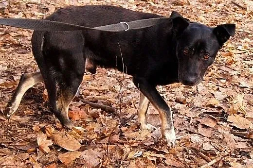 Hero szuka spokojnego domu,  śląskie Sosnowiec