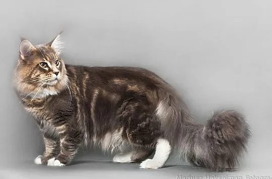 Maine Coon-linia olbrzymów po Championie, Katowice