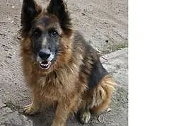 Zaginął pies w typie owczarka niemieckiego, Dąbrowa Górnicza